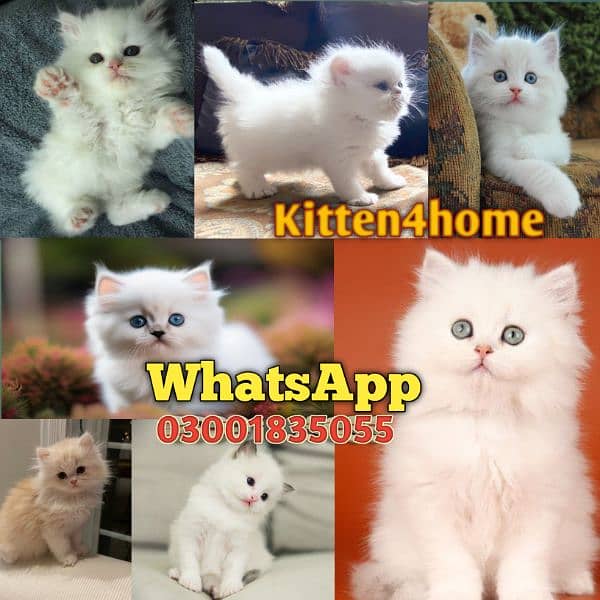 Persian Cat / White Persian cat / Punch face Cat / Doll Face cat 0