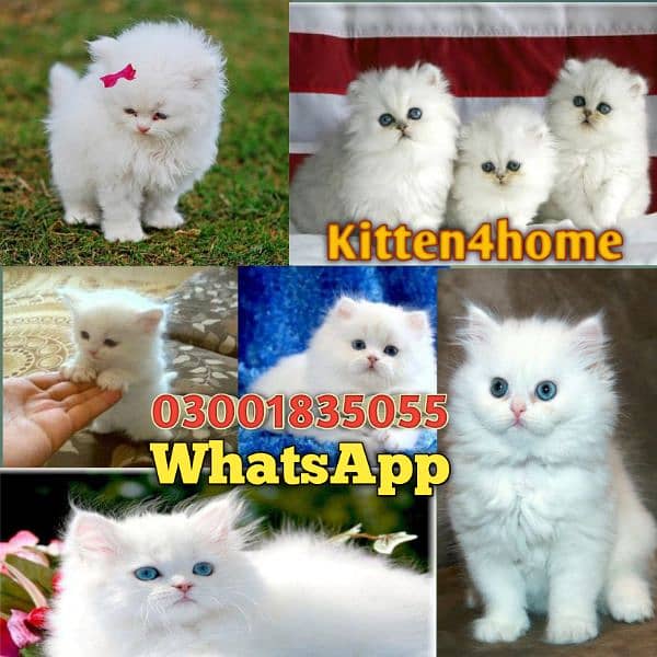 Persian Cat / White Persian cat / Punch face Cat / Doll Face cat 1