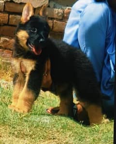 Double coat German Shepherd male age 2  month black mask available