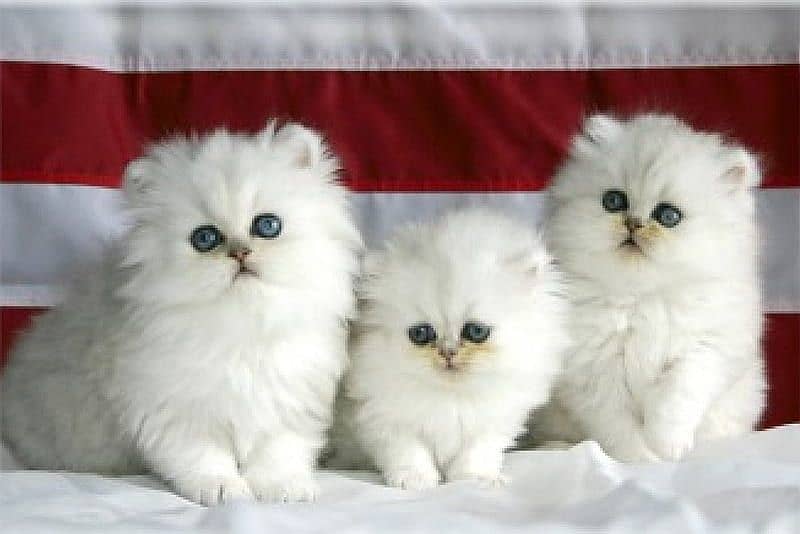 Persian Cat / White Persian cat / Punch face Cat / Doll Face cat 2