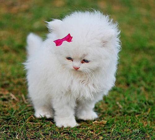 Persian Cat / White Persian cat / Punch face Cat / Doll Face cat 3