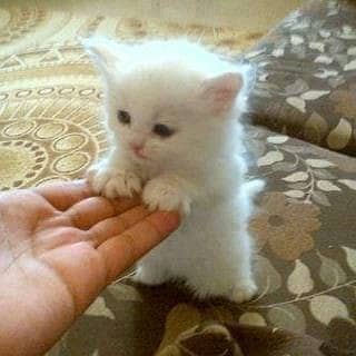Persian Cat / White Persian cat / Punch face Cat / Doll Face cat 4