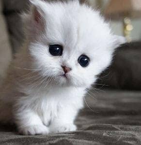 Persian Cat / White Persian cat / Punch face Cat / Doll Face cat 7