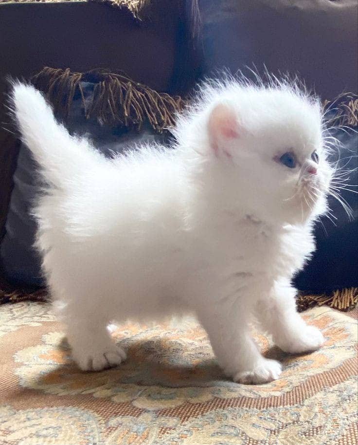 Persian Cat / White Persian cat / Punch face Cat / Doll Face cat 8