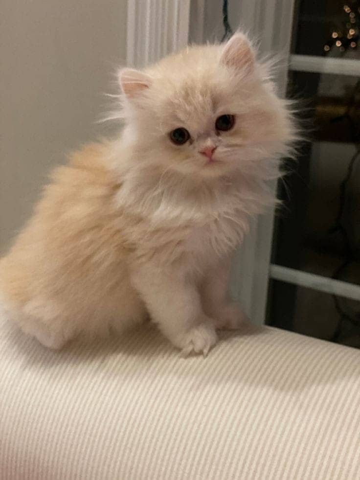 Persian Cat / White Persian cat / Punch face Cat / Doll Face cat 9