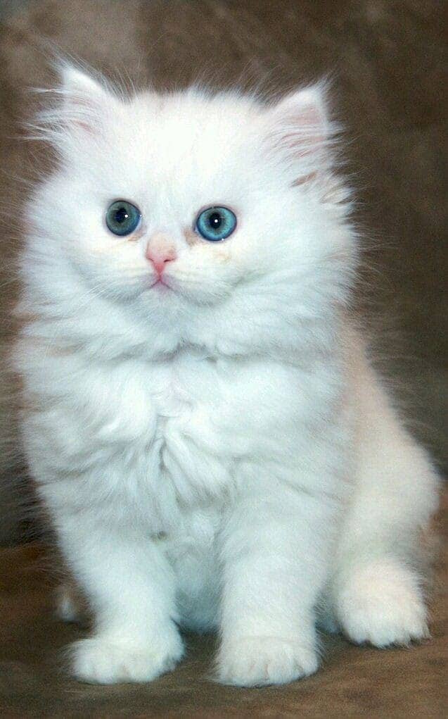 Persian Cat / White Persian cat / Punch face Cat / Doll Face cat 10