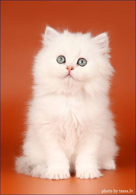 Persian Cat / White Persian cat / Punch face Cat / Doll Face cat 11