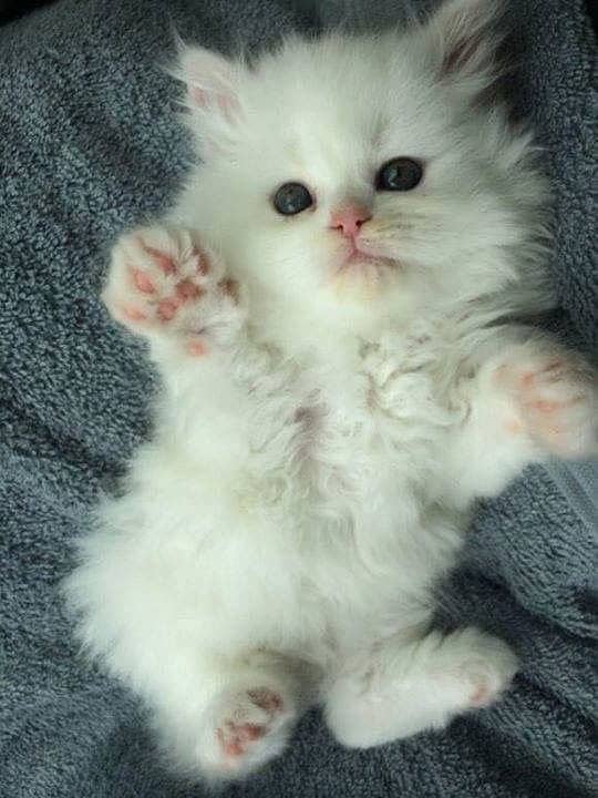 Persian Cat / White Persian cat / Punch face Cat / Doll Face cat 15