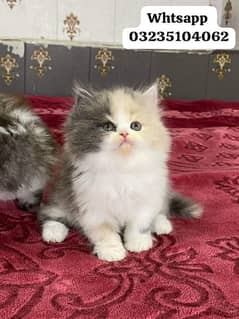 calico Persian kitten | triple long coated| punch face cat babes