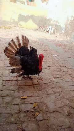 aseel heera aseel ayam smanai black toung