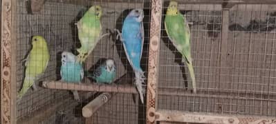 4 parrot pair for sale Rs5000