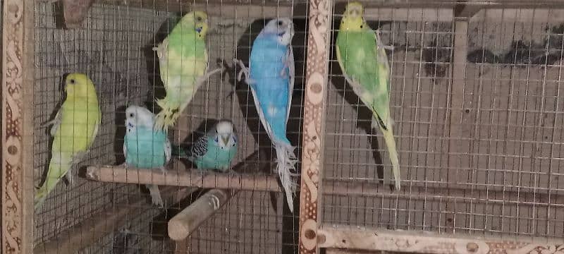 5 parrot pair for sale Rs5000 0
