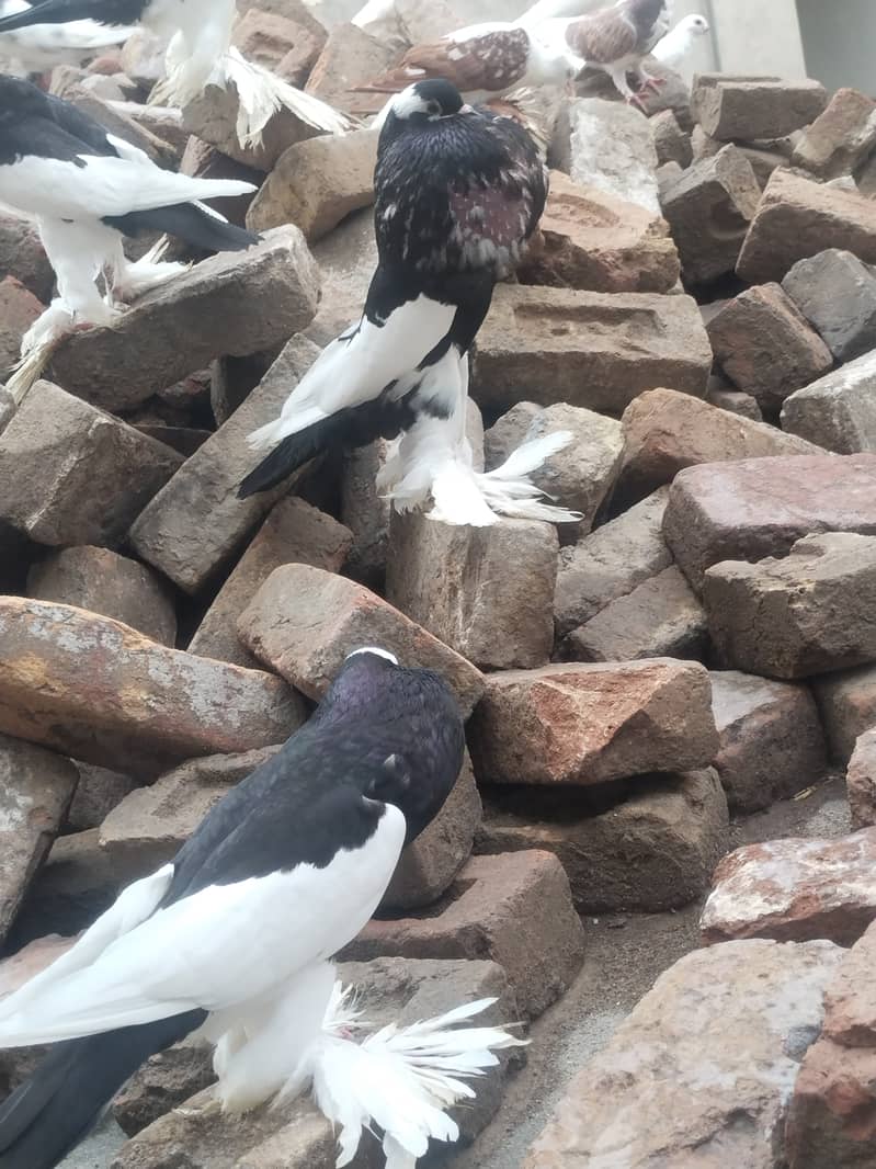 fancy pigeons 1