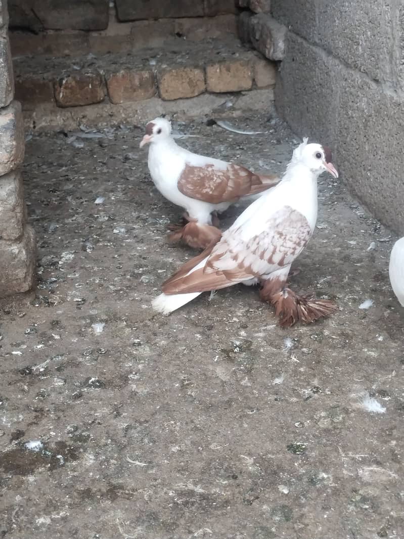 fancy pigeons 4