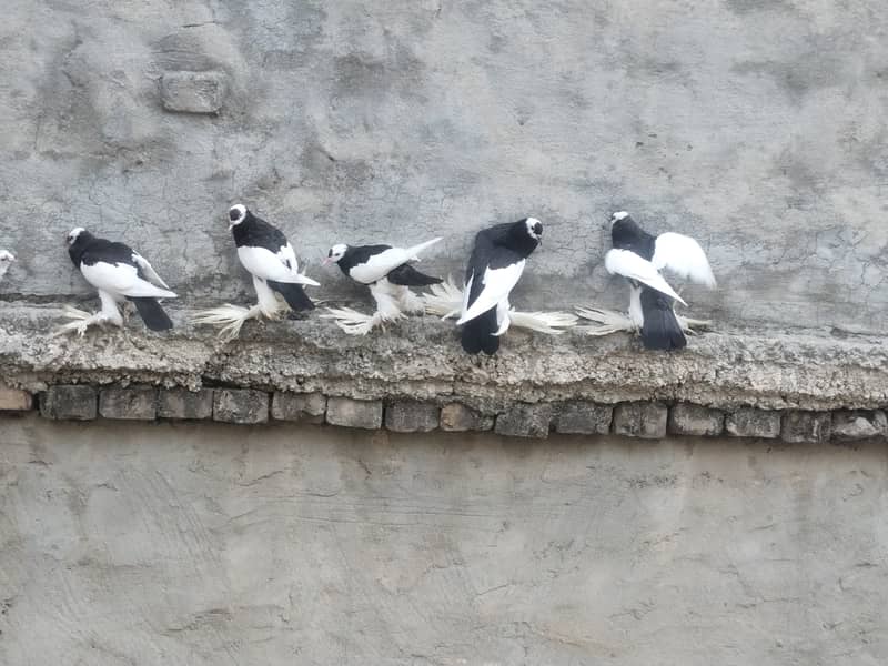 fancy pigeons 7