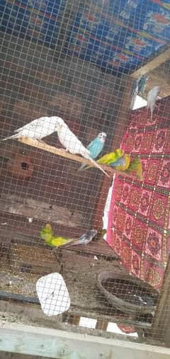 parrots or pigeons for sale . exchange possible with green parrot.
