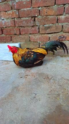 Java Aseel Murgha Home Breed