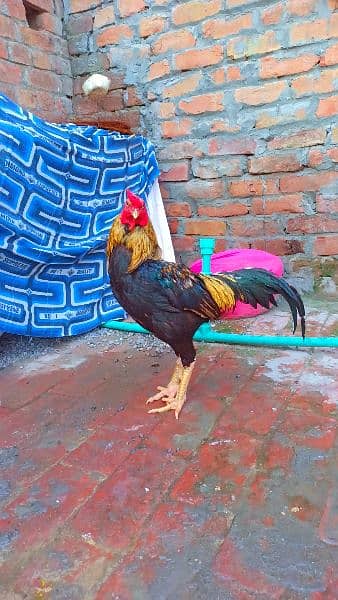 Java Aseel Murgha Home Breed 1