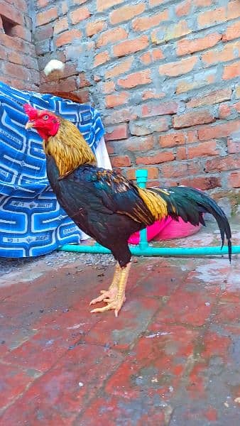 Java Aseel Murgha Home Breed 3