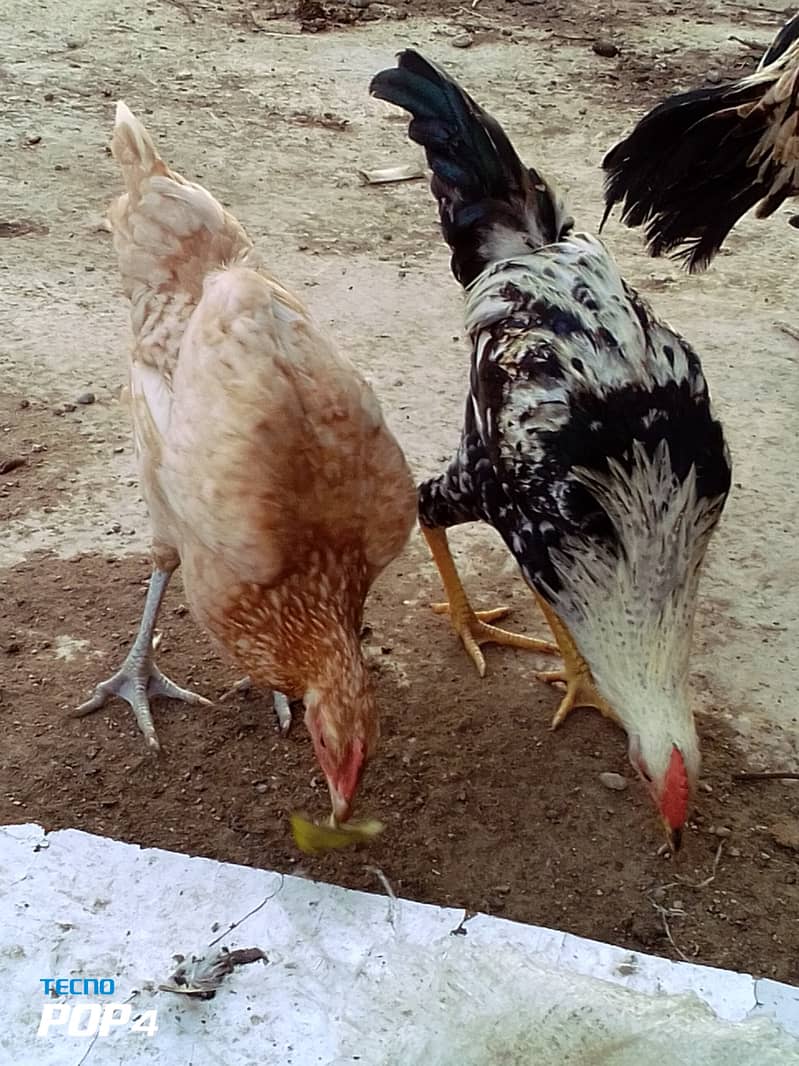 Beautiful hen only in 4000 1