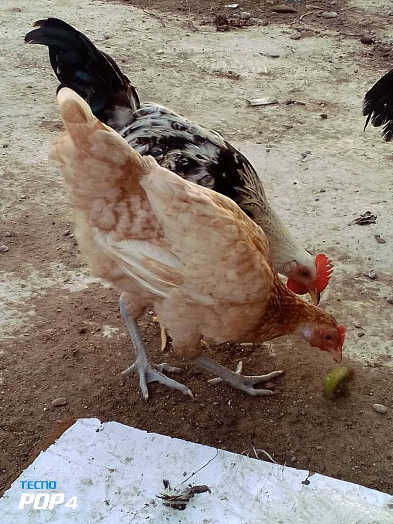 Beautiful hen only in 4000 2