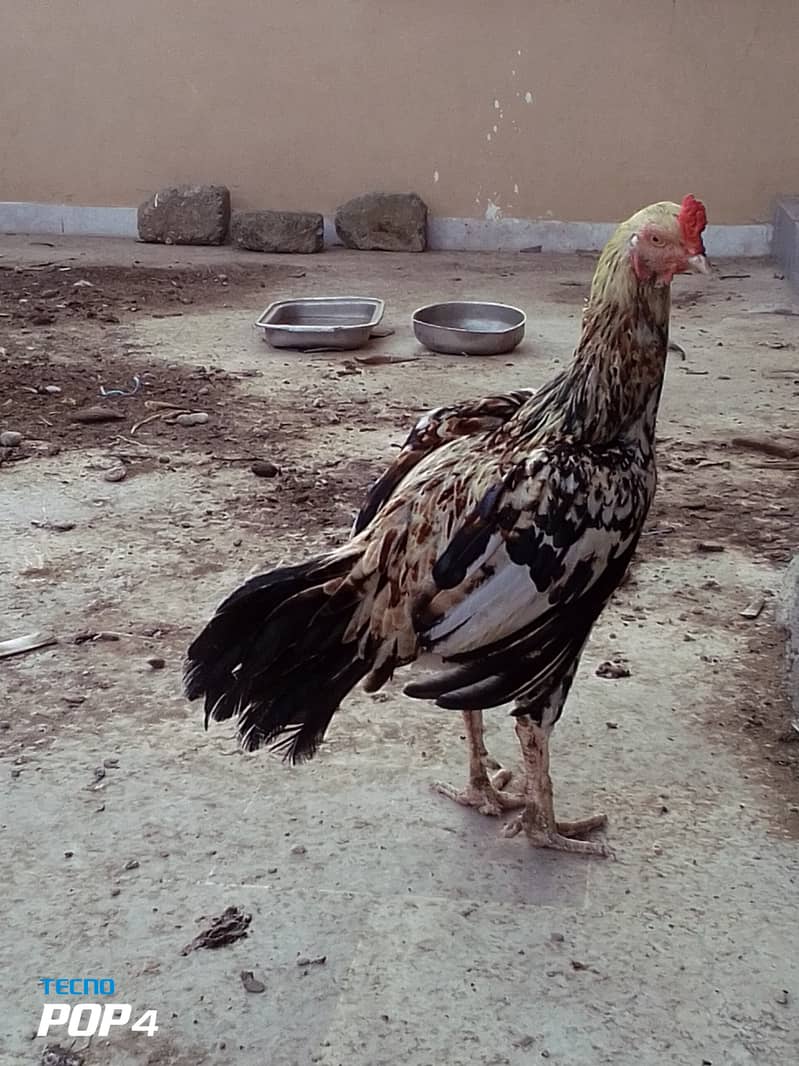 Beautiful hen only in 4000 3