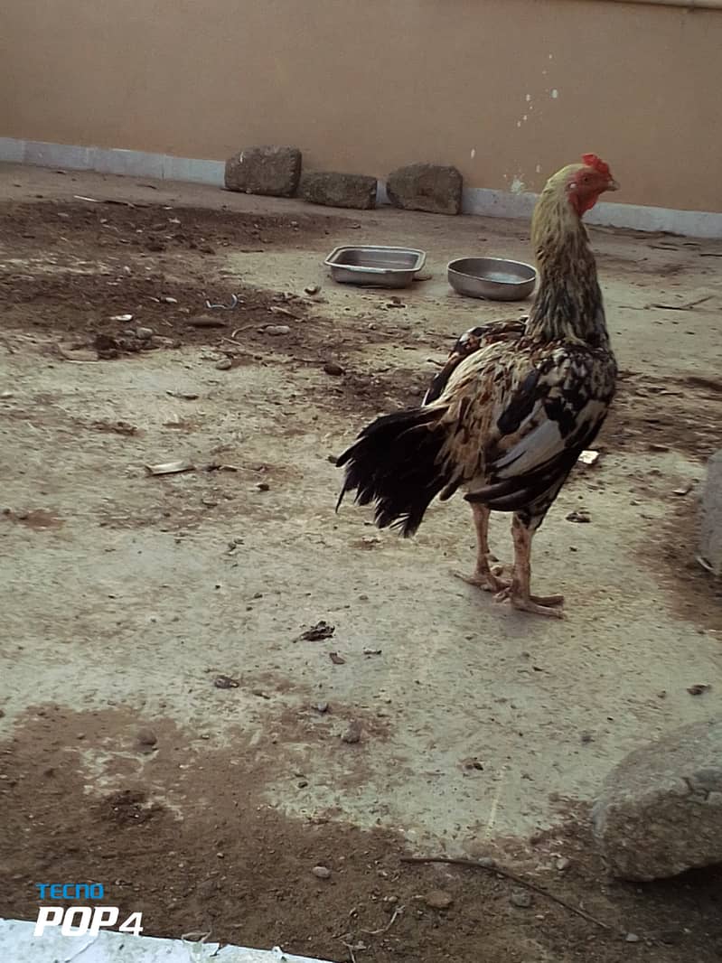 Beautiful hen only in 4000 4