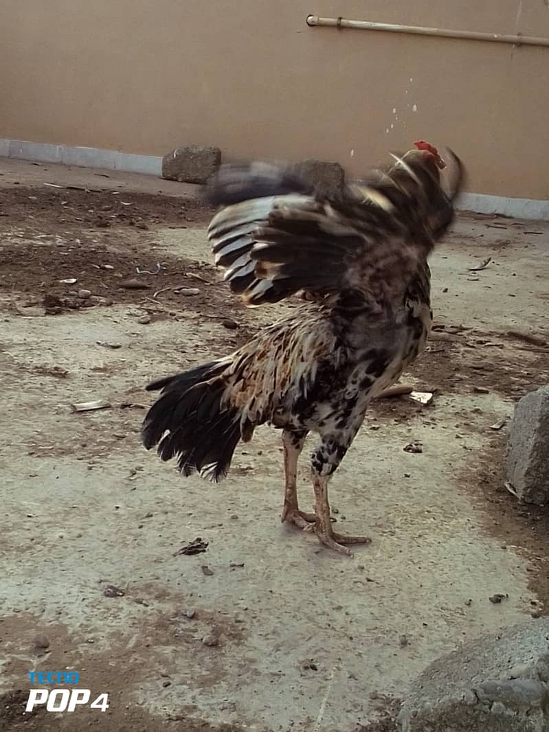 Beautiful hen only in 4000 6