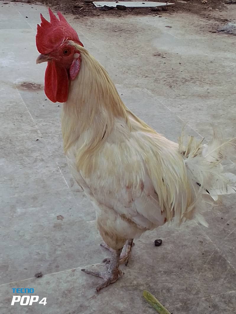 Beautiful hen only in 4000 11