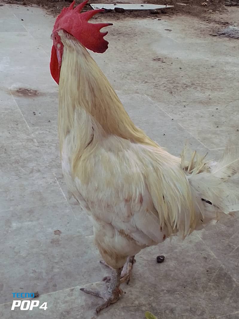Beautiful hen only in 4000 12