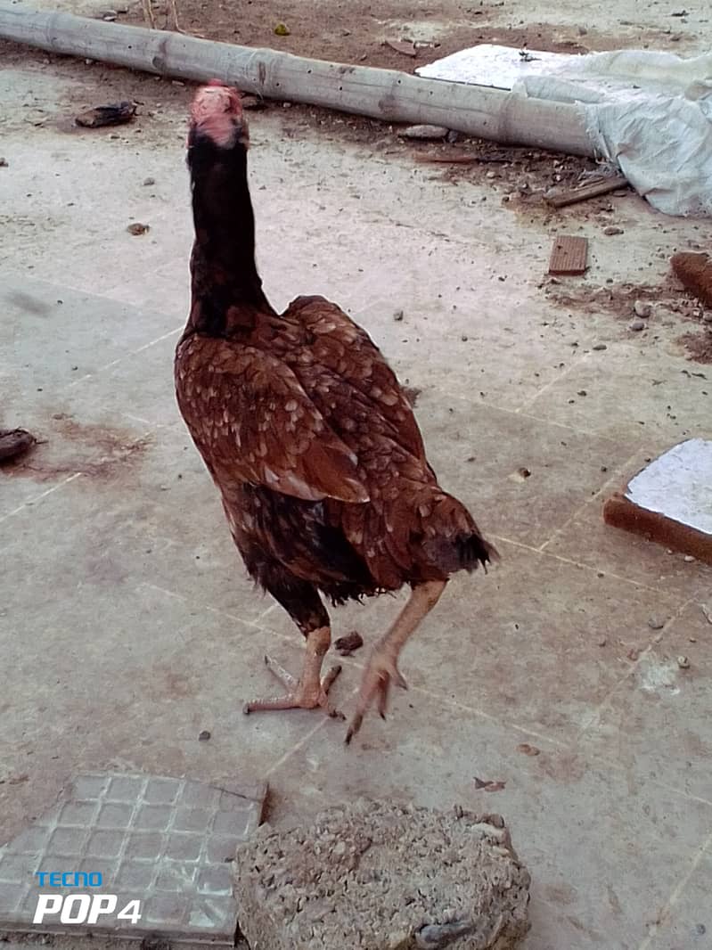 Beautiful hen only in 4000 13