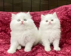 Persian kittens triple coat for sale 03347514490contact whatsap only