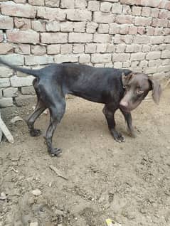 pure pointer dog