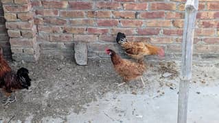 2 Hens 1 Rooster ( دو مرغی ایک مرغا)