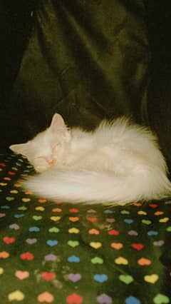 Male Persian kitten