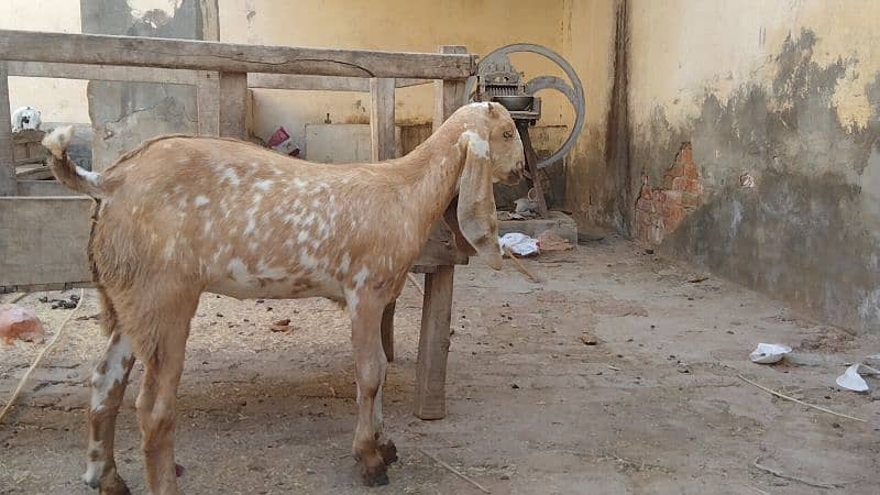 pure desi bakri makhi cheni path high quality 3.5 month age roundabout 1