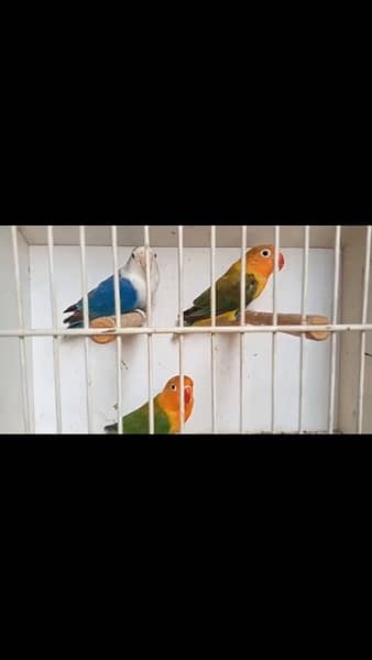 love birds blue fisheri 7