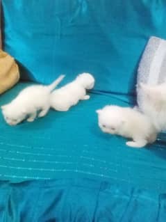 high quality 03239854645 cute persian baby's full active and play full