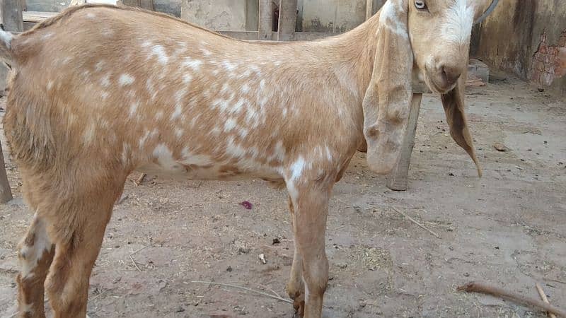 pure desi bakri makhi cheni path high quality 3.5 month age roundabout 5