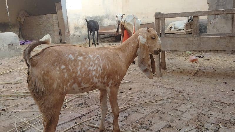 pure desi bakri makhi cheni path high quality 3.5 month age roundabout 6