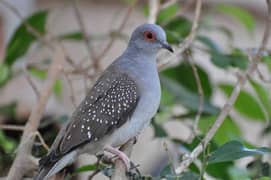 Diamond Doves for sale 0