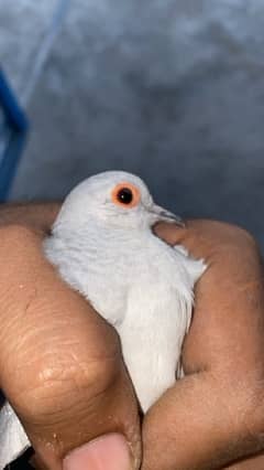 Diamond Doves for sale