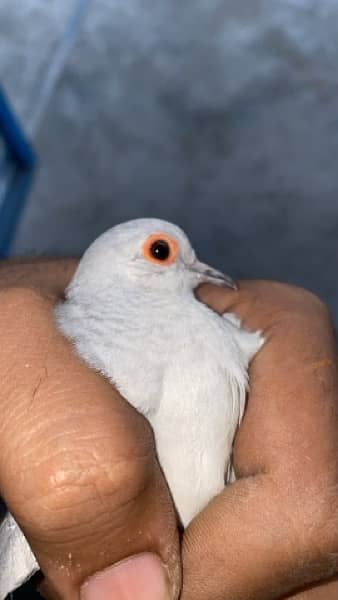 Diamond Doves for sale 2