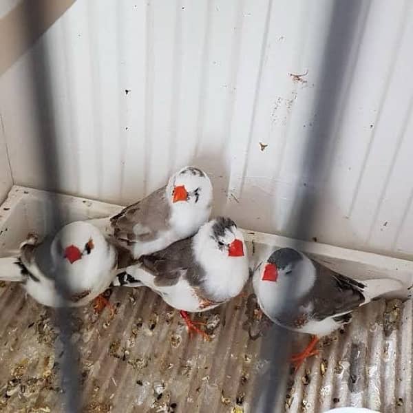 Diamond Doves for sale 3