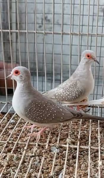 Diamond Doves for sale 7