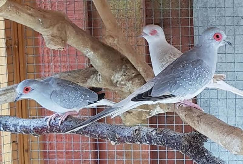 Diamond Doves for sale 8