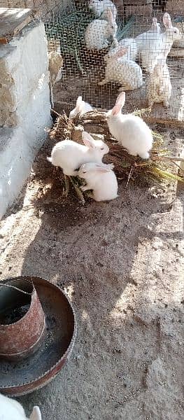 Red Eyes cute Rabbit for sale urgent 0