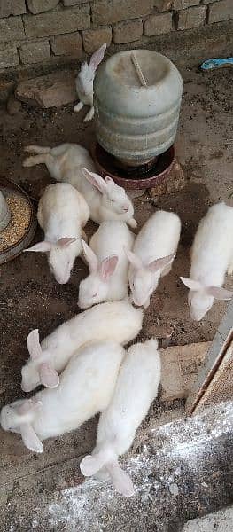 Red Eyes cute Rabbit for sale urgent 3