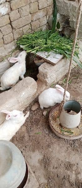 Red Eyes cute Rabbit for sale urgent 5