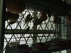 14 Budgies with Cage